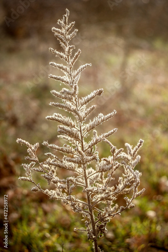 A dry plant growing in the forest.