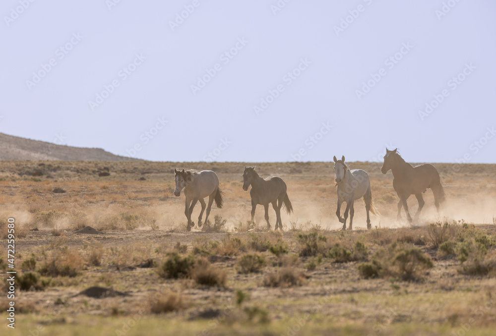 Beautiful Wild Horses in Spring in the Utah desert Beautiful Wild Horses in Spring in the Utah desert