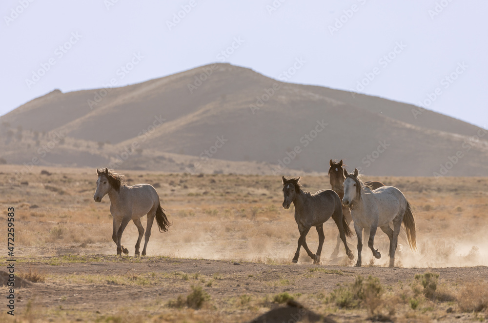 Beautiful Wild Horses in Spring in the Utah desert