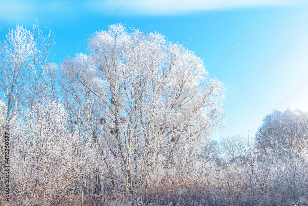 Trees, bushes, and grass, covered with white hoarfrost on a beautiful autumn foggy sunrise under blue sky with clouds. Trees, bushes, and grass, covered with white hoarfrost on a beautiful autumn foggy sunrise under blue sky with clouds.
