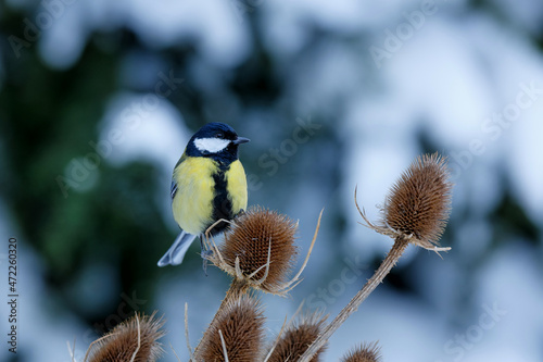 Great tit (Parus major) sitting on a wild Teasel with a snowy background in the forest in the south of the Netherlands