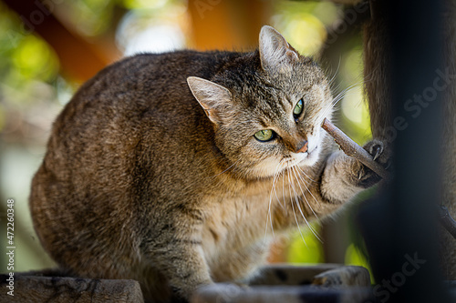 Katzengesicht