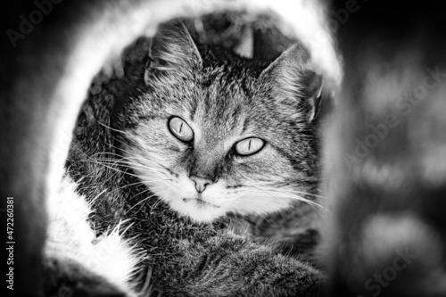 Katzen Portrait