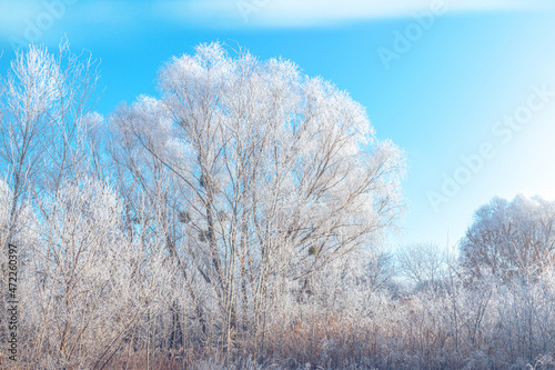 Trees, bushes, and grass, covered with white hoarfrost on a beautiful autumn foggy sunrise under blue sky with clouds.