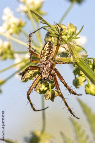 Garden spider (Aculepeira ceropegia) on a green herb. Macro. High resolution.