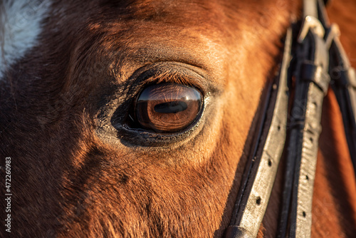 portrait of a horse eye of the horse