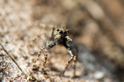 View into the big eyes of a small spider (Salticus scenicus). Macro