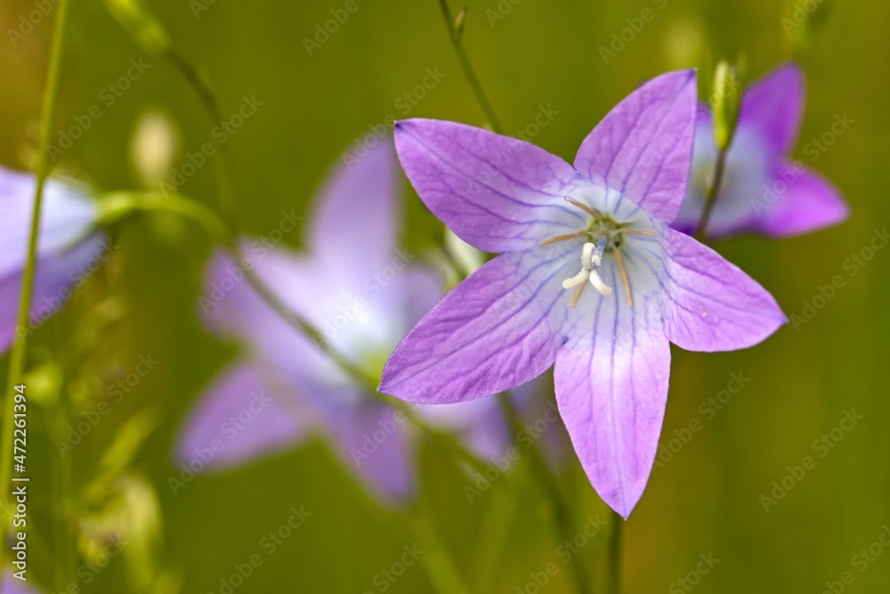 Campanula patula or spreading bellflower on autumn meadow. Close up. Macro. Campanula patula or spreading bellflower on autumn meadow. Close up. Macro.