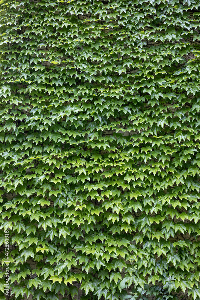 wall covered with green leaves, living wall