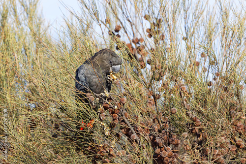 Glossy black cockatoo beißt in einen Casuarina-Samen
 photo