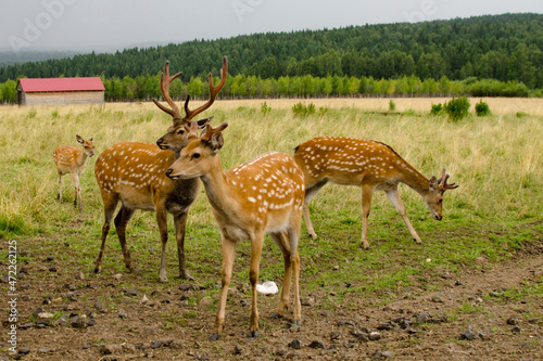 Sika deer walks in the reserve in summer. Tourism in Russia. Travel to nature.
