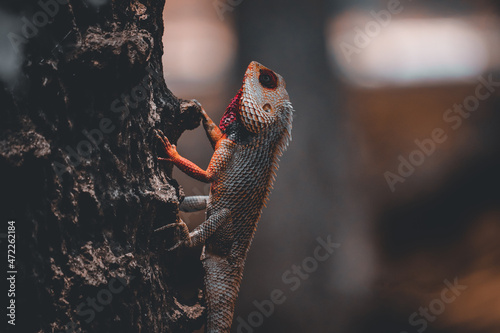 Photography Lizard sitting on the tree branch
