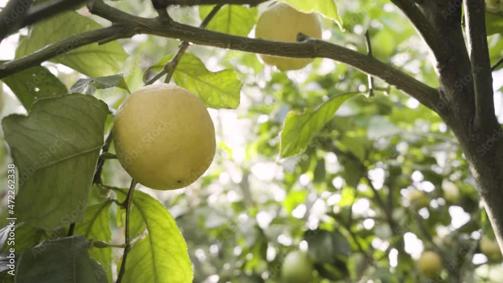 Lemon tree detail with ripe lemons.