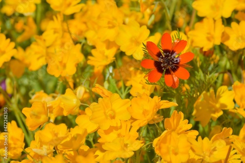 Adonis annua, commonly called blood drop or partridge eye, is an annual herbaceous plant of the ranunculaceas family photo