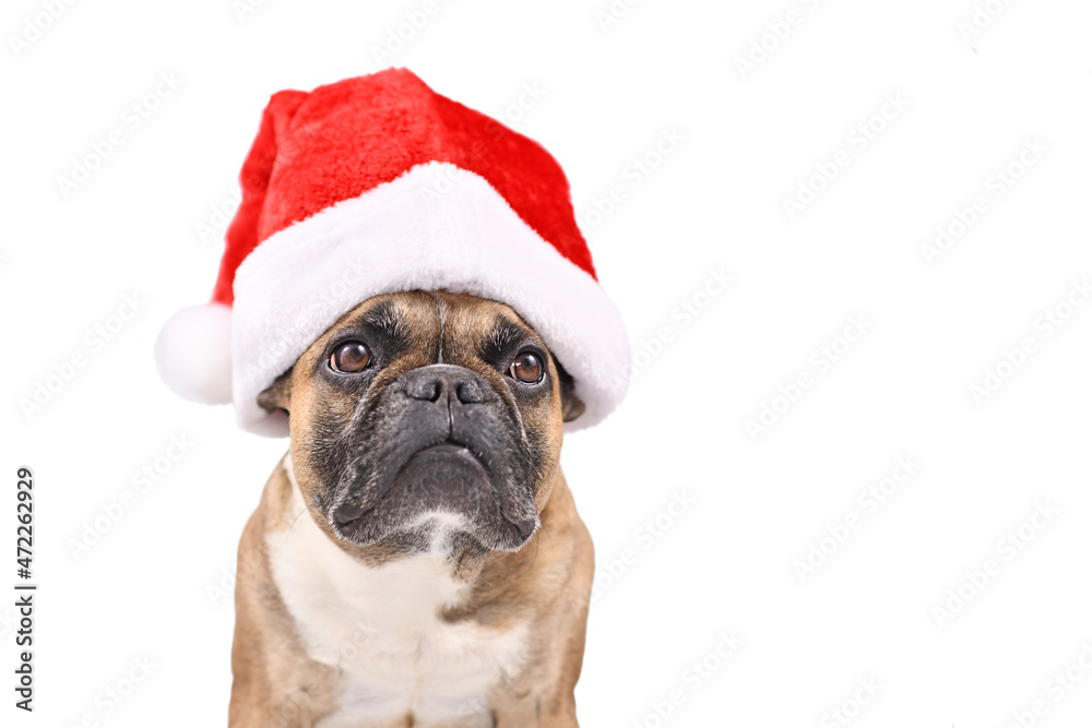 French Bulldog dog wearing a red Christmas Santa Claus hat in front of white background