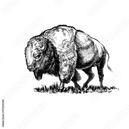 Bison 