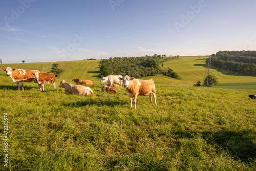 Cows on a pasture green meadow on the hills