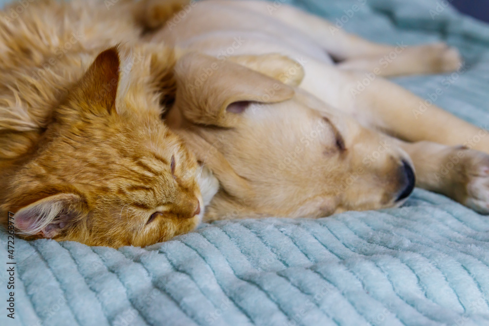 Small cute labrador retriever puppy dog and young cat on a bed. Friendship of pets