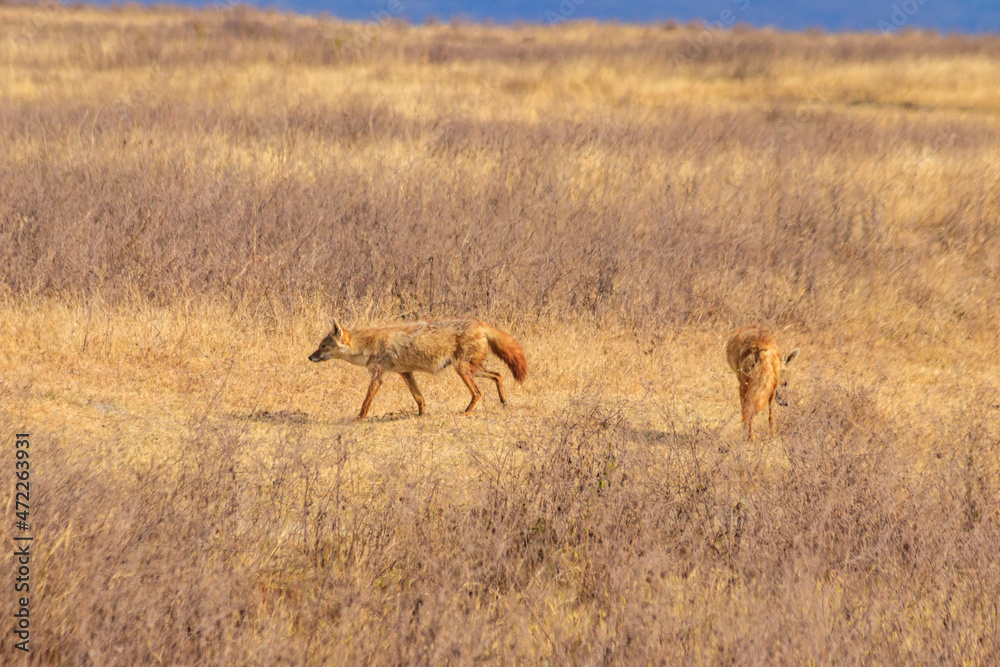 Two jackals walking in dry savannah in Ngorongoro crater national park, Tanzania Two jackals walking in dry savannah in Ngorongoro crater national park, Tanzania