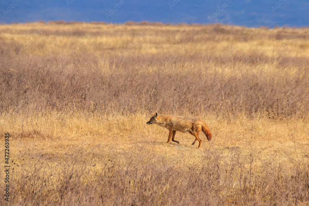 Jackal walking in dry savannah in Ngorongoro crater national park, Tanzania Jackal walking in dry savannah in Ngorongoro crater national park, Tanzania