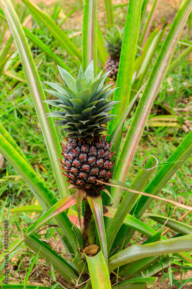 Pineapple plant with unripe fruit growing in the garden Pineapple plant with unripe fruit growing in the garden