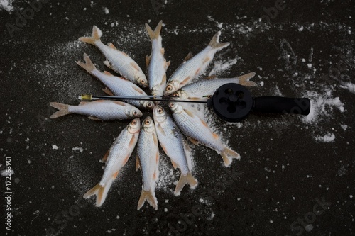 Winter fishing on the river, roach and perch fishing. 