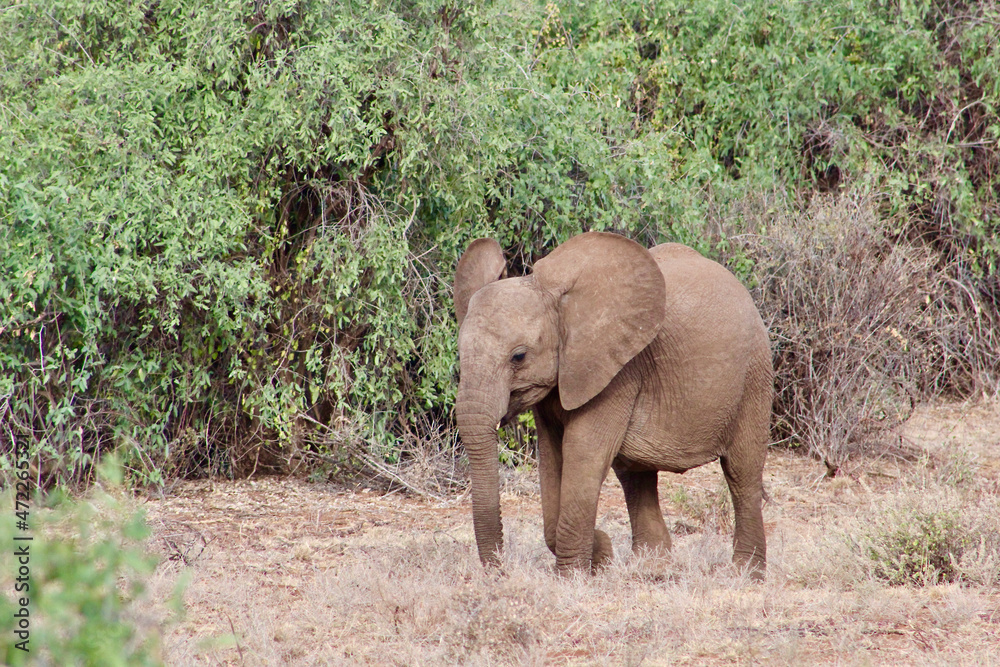 Baby elephant