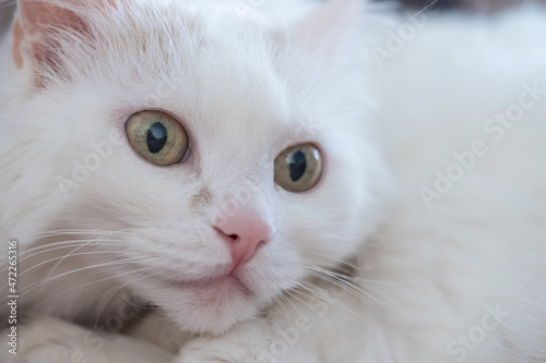 Close-up of a white fluffy cat. Macro.