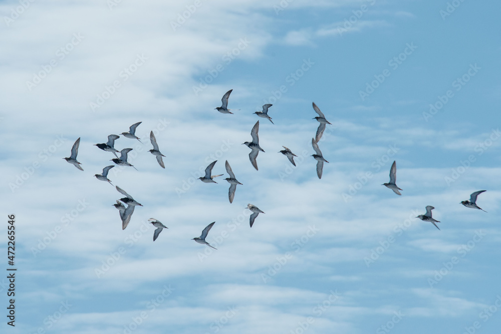 a school of geese flying in the spring