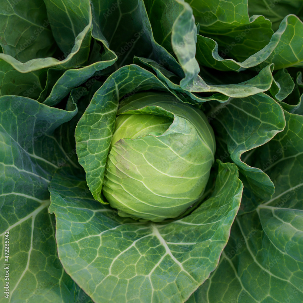 Fototapeta premium head of young green cabbage close-up.