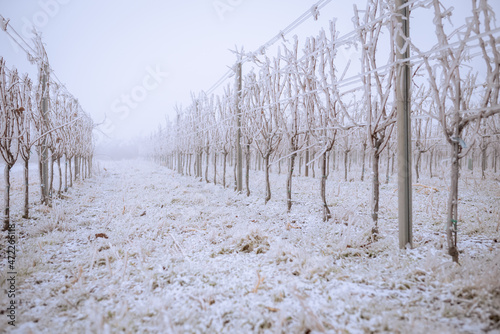 Frozen vineyard in foggy winter. Vineyard covered with frozen rain. Vineyards covered with frozen rain. White winter landscape in the vineyards of Austria
