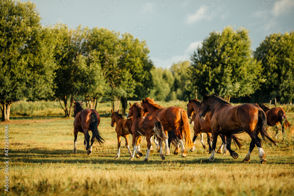 a herd of heavy trucks runs at dawn a herd of heavy trucks runs at dawn