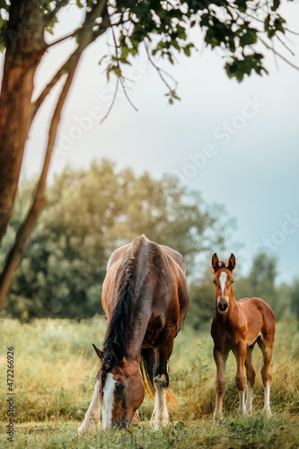 Bay horse Vladimir heavy truck with his red foal are grazing