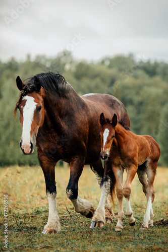 Bay horse Vladimir heavy truck with his red foal