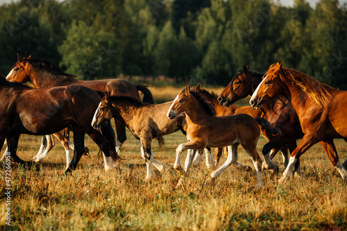 the foal gallops against the background of the herd © Альбина Сагитова