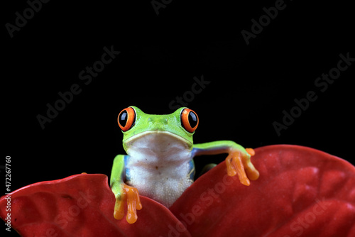 Fototapeta Red eyed tree frog on a flower