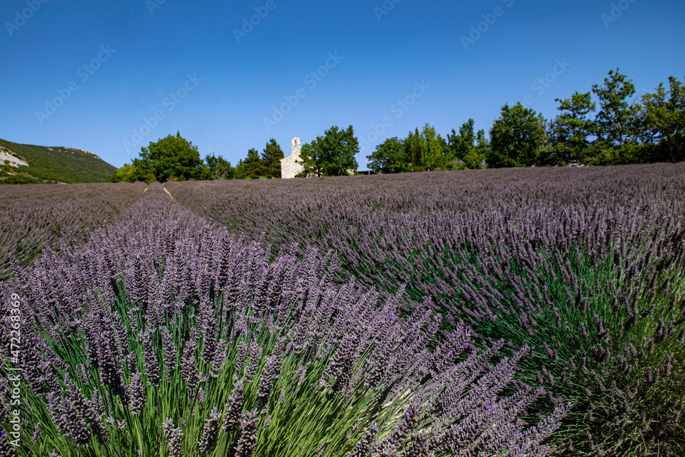 Obraz premium 634 lavande