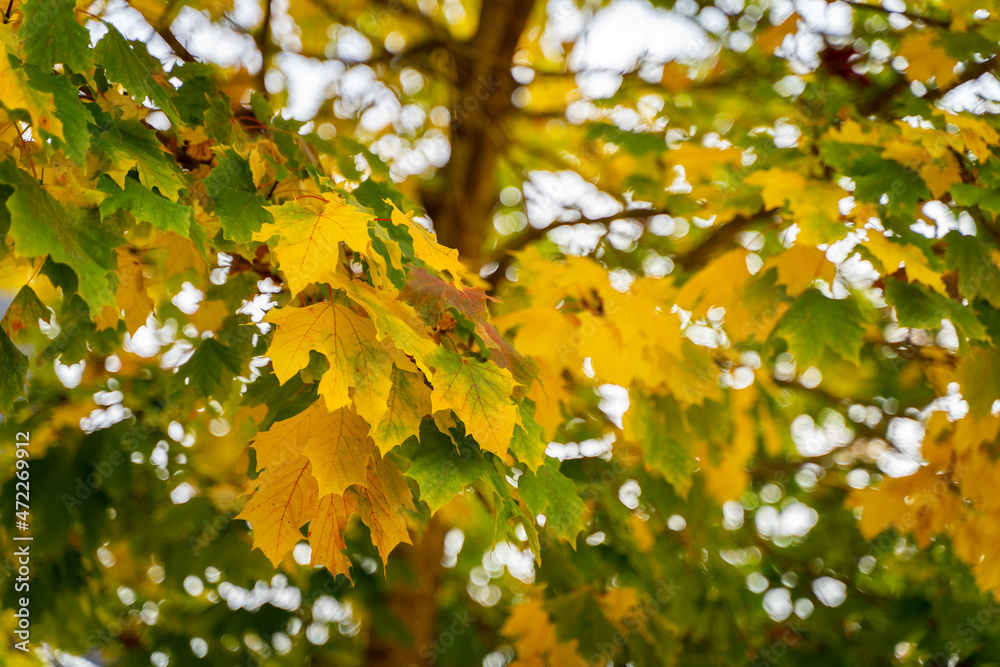 selective focus of Norway maple (Acer platanoides) leaf in autumn with blurred background - autumnal background selective focus of Norway maple (Acer platanoides) leaf in autumn with blurred background - autumnal background