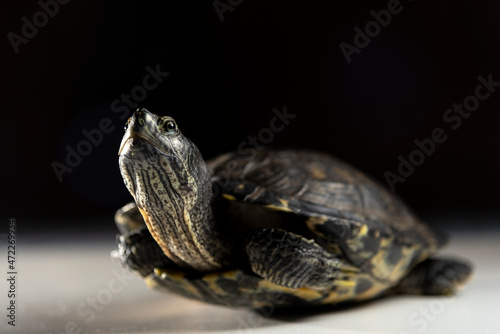 Yellow eared turtle (Trachemys scripta) on white surface and dark background