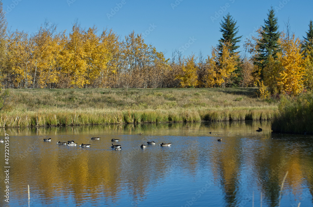 A Flock of Canada and Cackling Geese in Pylypow Wetlands A Flock of Canada and Cackling Geese in Pylypow Wetlands