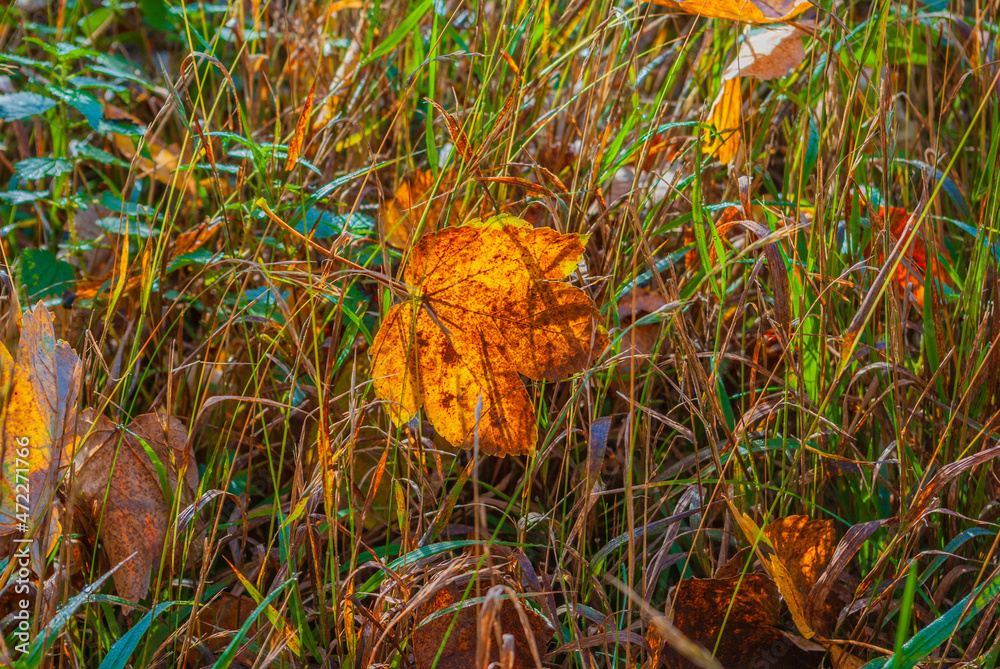Fototapeta premium Nahaufnahme eines gefallenen Herbstblattes