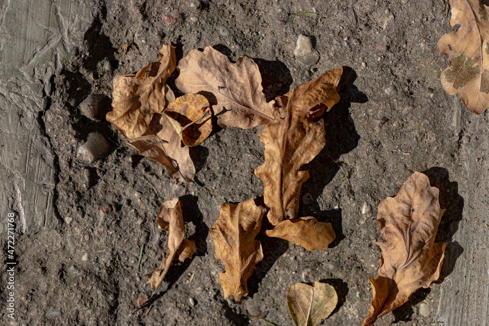 withered oak leaves on soil