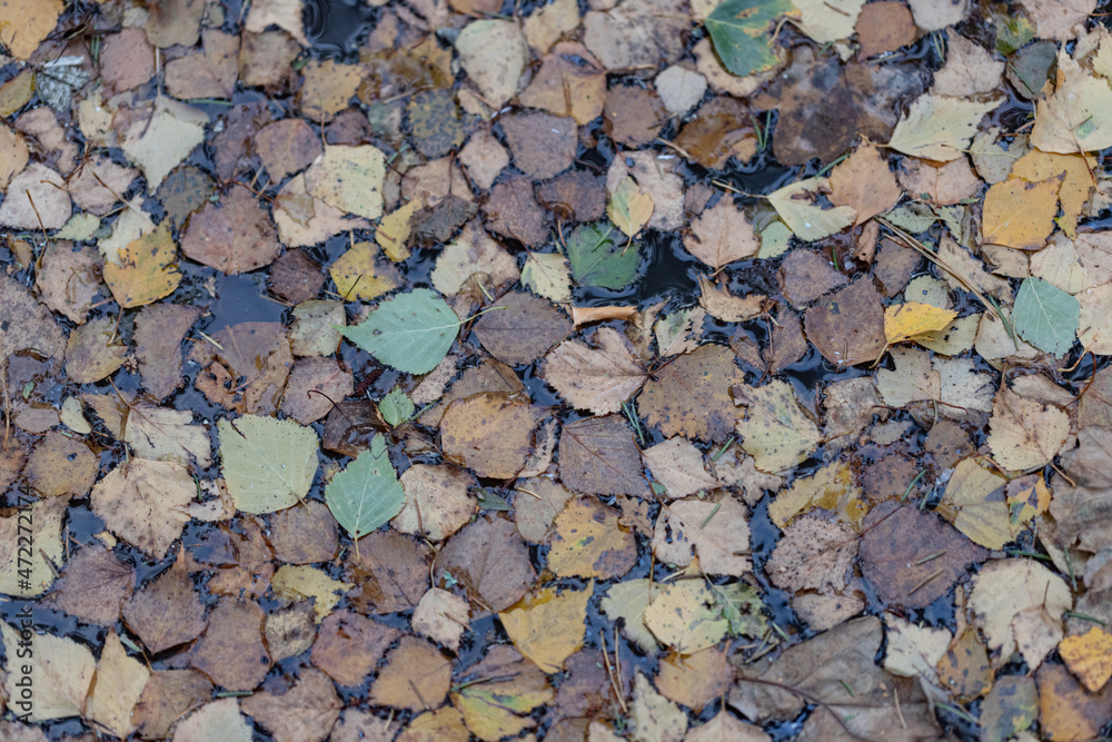 green, gray and yellow autumn leaves in puddle as autumnal background green, gray and yellow autumn leaves in puddle as autumnal background
