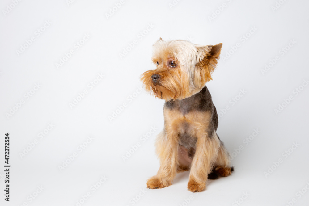 yorkshire terrier dog isolated on a white background