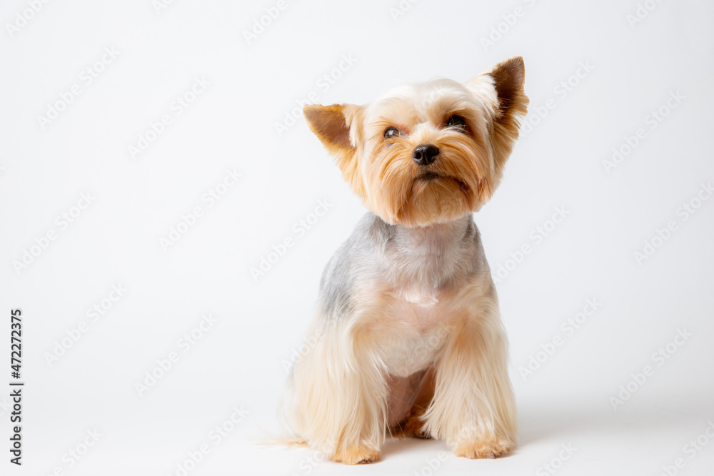 yorkshire terrier dog isolated on a white background yorkshire terrier dog isolated on a white background