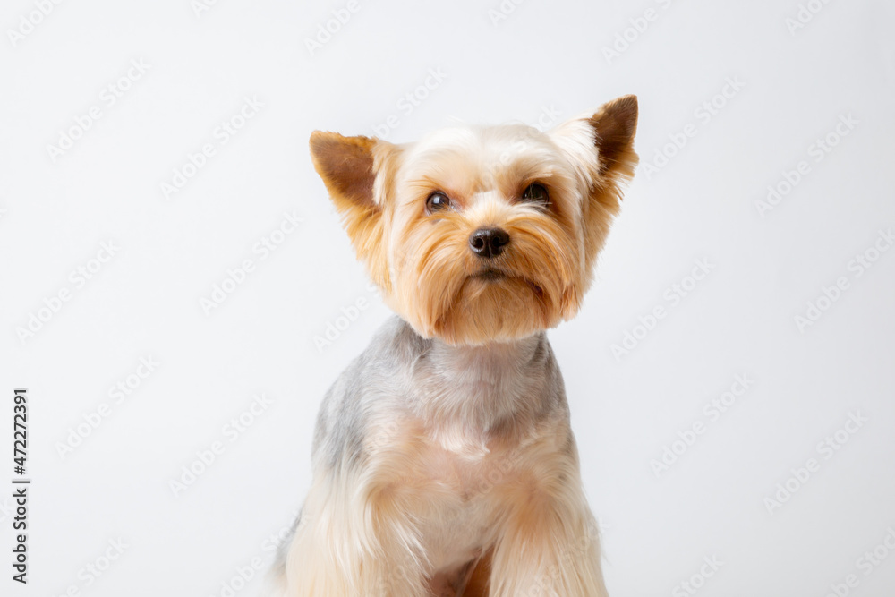 yorkshire terrier dog isolated on a white background