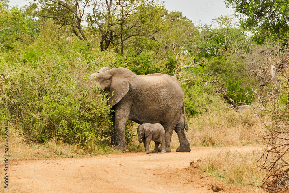 Fototapeta premium Baby african elephant, Loxodonta, with its mother