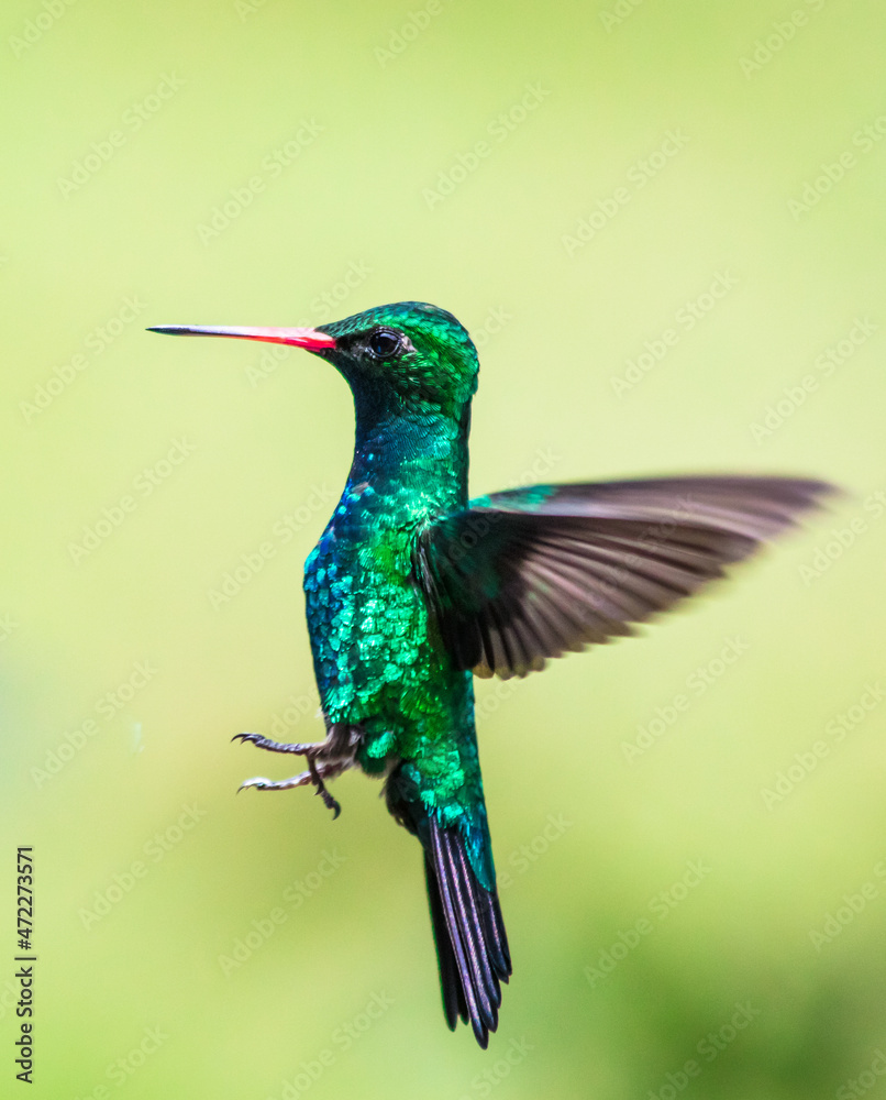 Fototapeta premium Hummingbird in flight - Glittering-bellied Emerald - (Chlorostilbon lucidus)