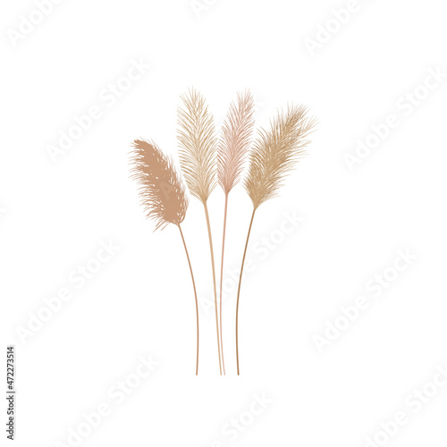 Set of pampas grass stems.Floral ornament elements in boho style.Planta seca para decoración, marco, fondo, impresión de tela, textil retro, papel tapiz. photo