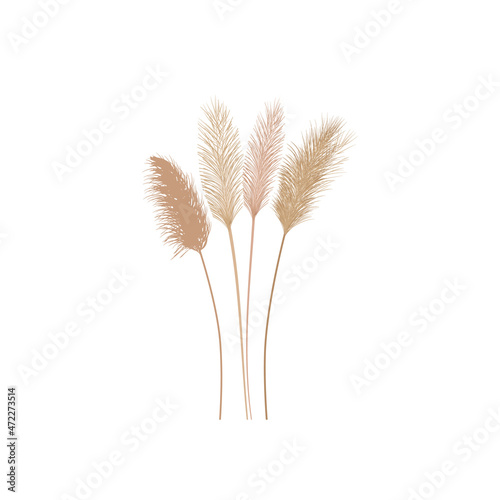 Set of pampas grass stems.Floral ornament elements in boho style.Planta seca para decoración, marco, fondo, impresión de tela, textil retro, papel tapiz.
